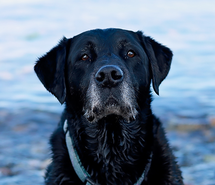 Headshot of Blue